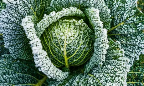 Winterpflege für Ihren Garten