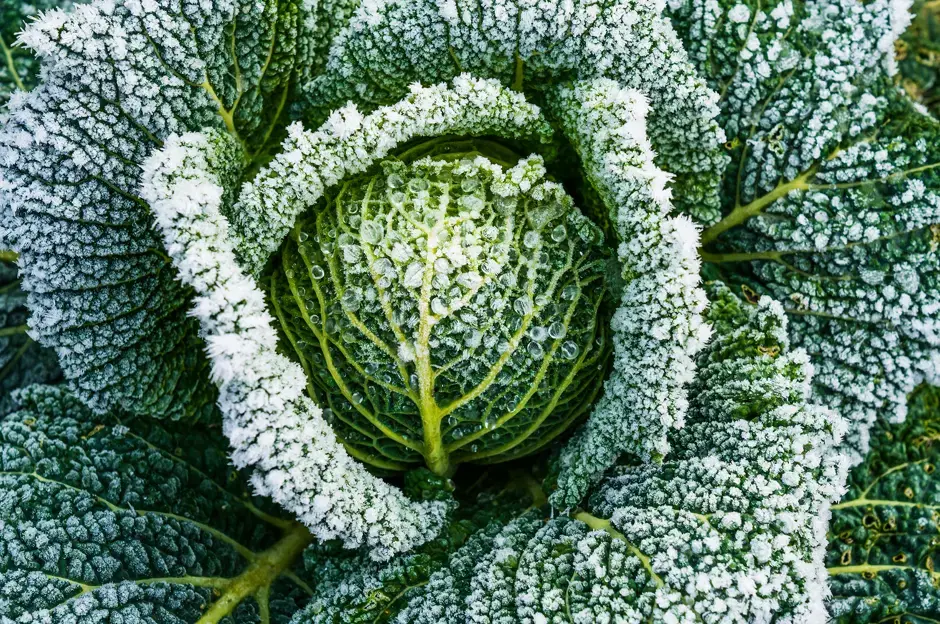 Winterpflege für Ihren Garten