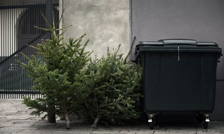 Der Weihnachtsbaum hat ausgedient. Wohin damit jetzt?