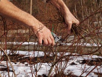 Januar im Garten. Braucht der Garten auch im Winter unsere Pflege?