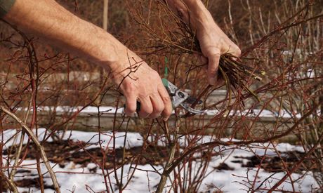 Januar im Garten. Braucht der Garten auch im Winter unsere Pflege?