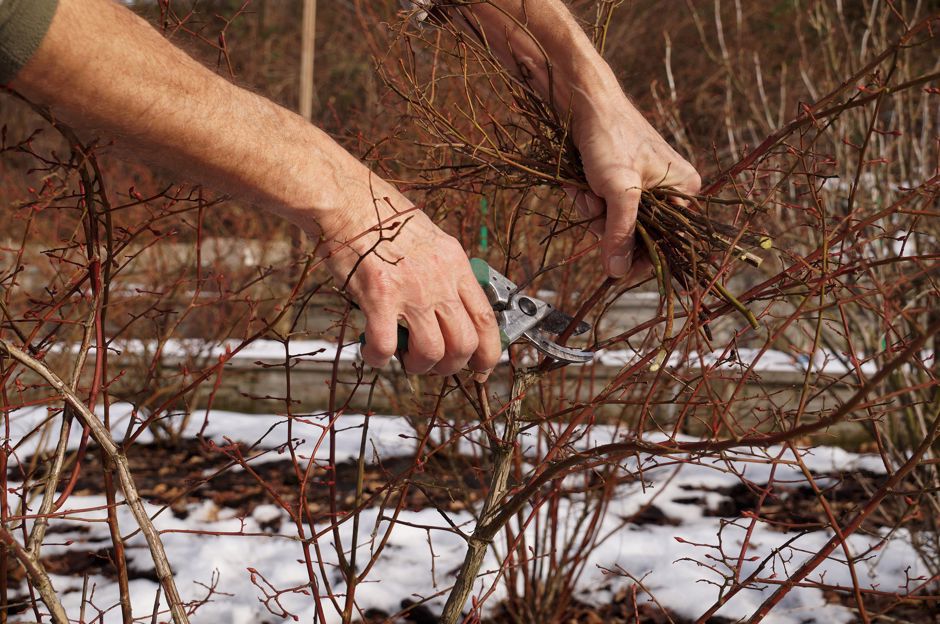 Januar im Garten. Braucht der Garten auch im Winter unsere Pflege?