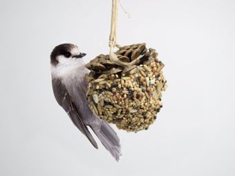 Basteln Sie aus einem langen Tannenzapfen ein einfaches Futterplätzchen für Vögel!