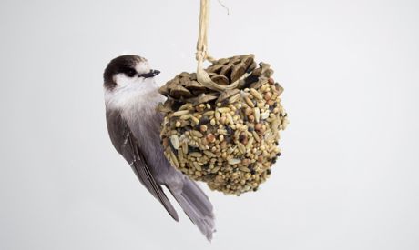 Basteln Sie aus einem langen Tannenzapfen ein einfaches Futterplätzchen für Vögel!