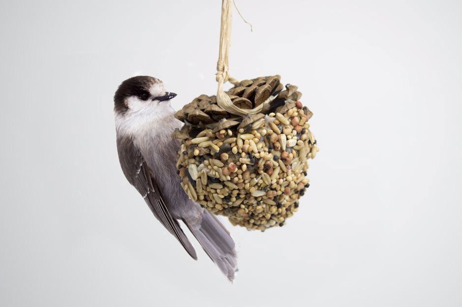 Basteln Sie aus einem langen Tannenzapfen ein einfaches Futterplätzchen für Vögel!