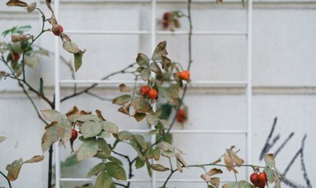 Garten im Oktober: Die Ernte abschließen und Rosen pflanzen