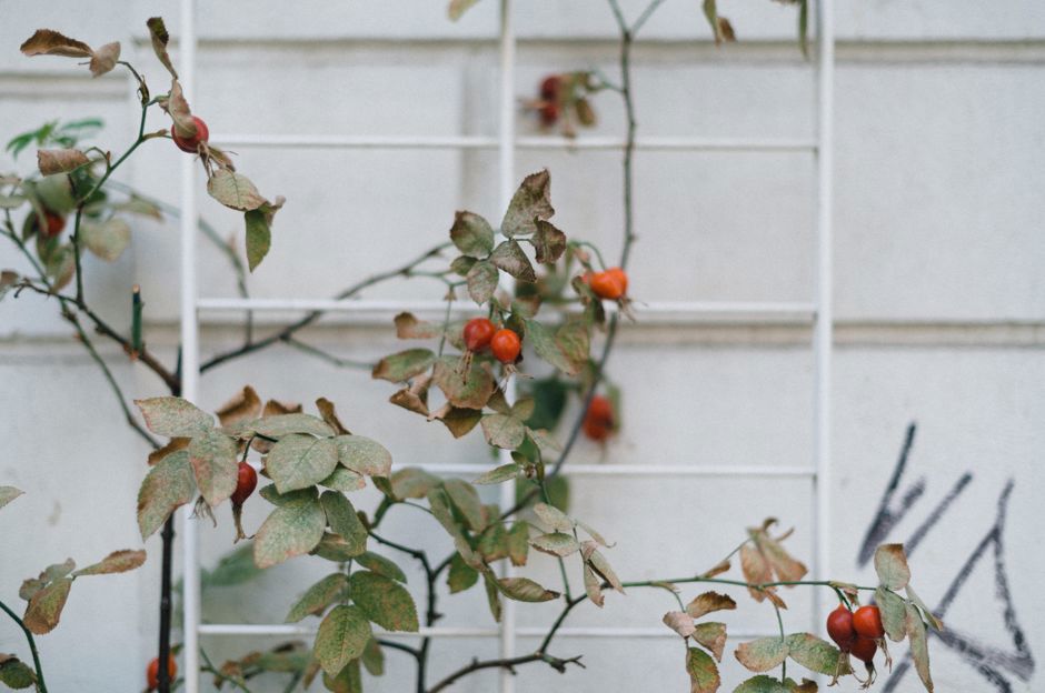 Garten im Oktober: Die Ernte abschließen und Rosen pflanzen